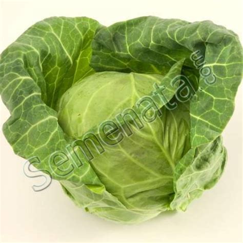 Рапидион (Rapidion)