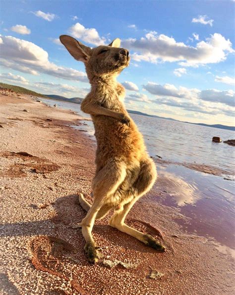 Funny Animals Of The Week 28 April 2017 40 Pics Amazing Creatures