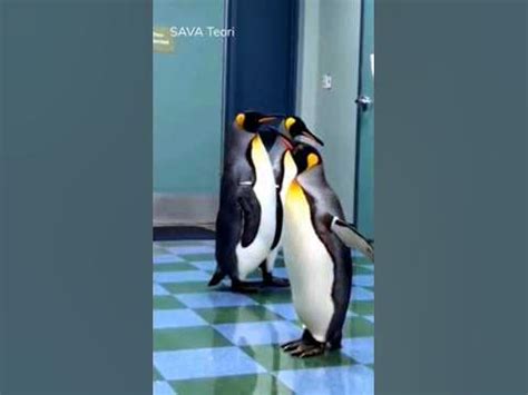 Улыбаемся и машем, парни. #animals #penguin #madagascar #пингвин # ...