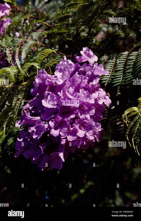 Hojas Y Flores De Color Azul Jacaranda Jacaranda Mimosifolia