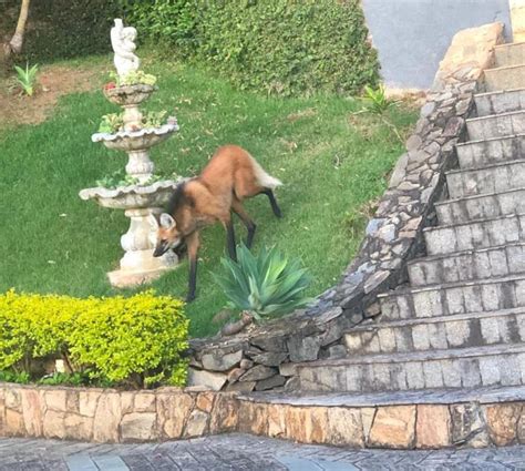 Lobo Guar Capturado Em Quintal De Casa No Esplanada Em Pouso Alegre