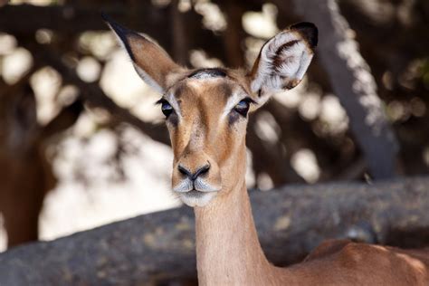 Botswana Wildlife