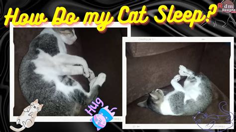 Sleeping Cat | Cute Sleeping Cat | Funny Sleeping Cat | Sleeping Cat ...