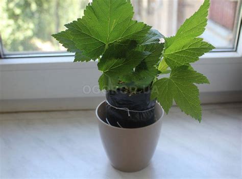 Смородина летом - размножение зелеными черенками