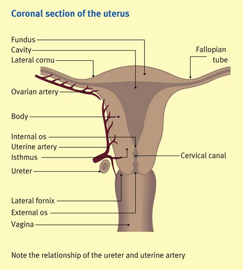 Anatomy Of The Uterus Anaesthesia And Intensive Care Medicine