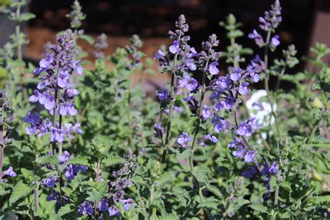 Catmint Walkers Low Purple Flowers Landscape Garden Plants