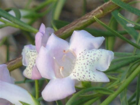 Eremophila Summertime Blue Emu Bush Australian Native Garden Emu