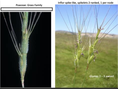 Poaceae picture identification Flashcards | Quizlet