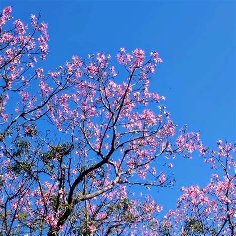 picture tree  pink flowers  springtime