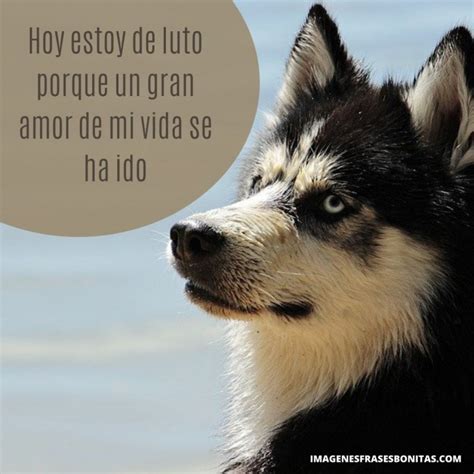 Mensajes Para Perros Fallecidos Im Genes Bonitas Con Frases Gratis