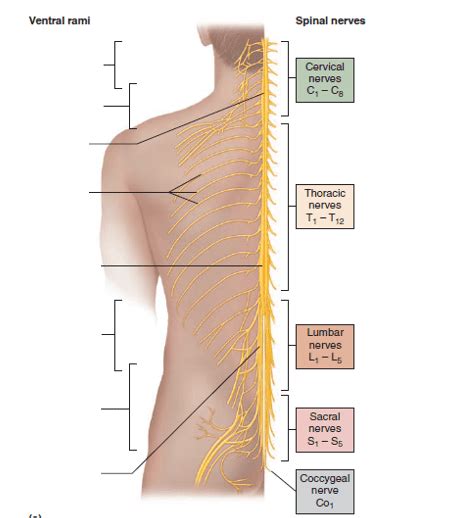 Spinal Nerves 14 5 Diagram Quizlet