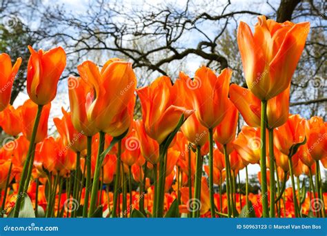 Orange Tulips In Flower Garden Stock Image Image Of Tulip Holland