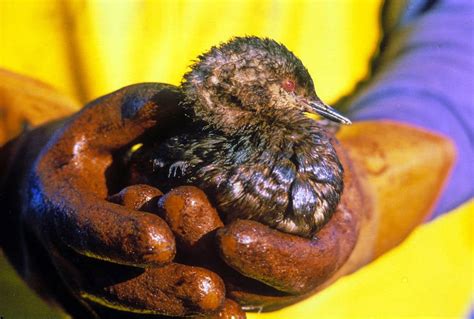 The Exxon Valdez Oil Spill In 33 Devastating Photos