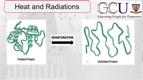 Protein Denaturation By Heat