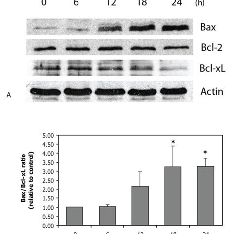 Expression Of Bax Bcl 2 And Bcl XL In ZEA Treated HL 60 Cells Bax