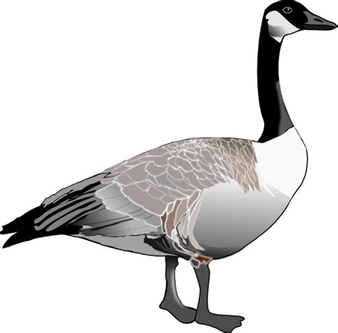 Goose clipart grey goose, Goose grey goose Transparent FREE for