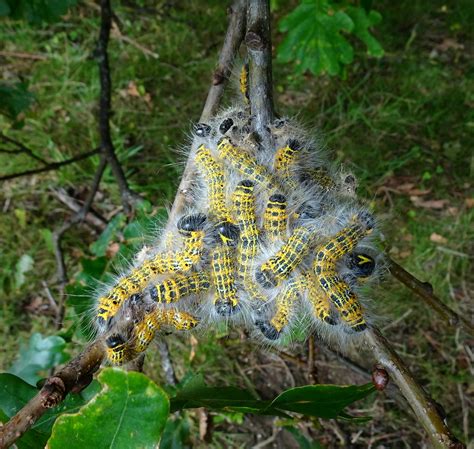 Phalera Bucephala Buff Tip Moth Larvae Larvae Of Phaler Flickr