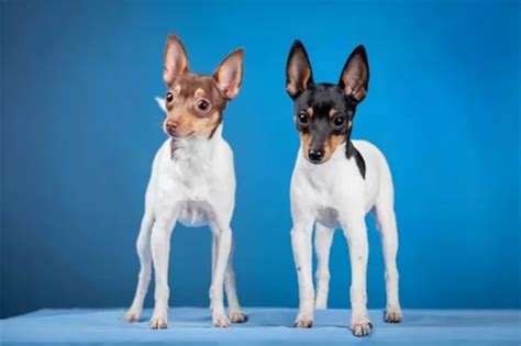 Toy Fox Terrier Vs Chihuahua Breed Comparison Mydogbreeds