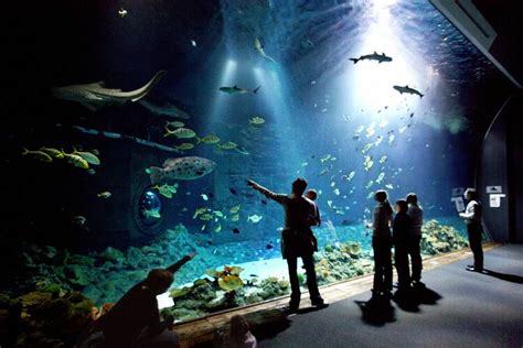 Die 10 schönsten Aquarien in Deutschland