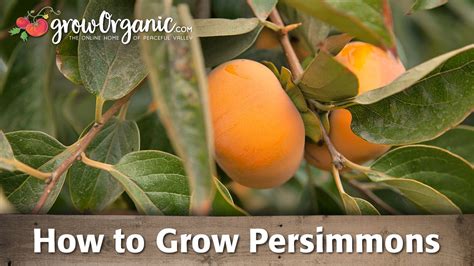 Growing Persimmons Fuyu Persimmon Tree Grow Organic Fruit Trees