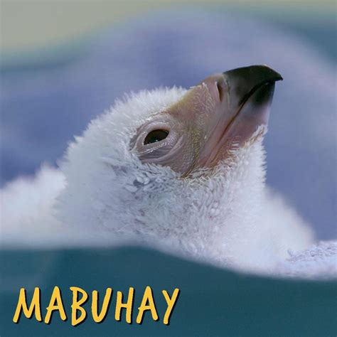 Mabuhay Tour - Philippine Eagle Center