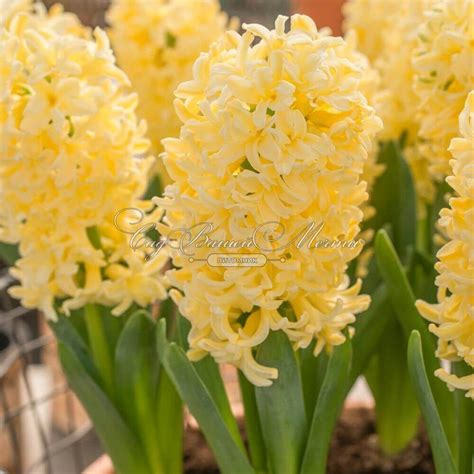 Гиацинт Йеллоустоун (Hyacinthus Yellowstone) - Луковицы гиацинтов ...