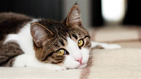 Cat Diarrhea Causes Symptoms And How To Treat It Bettervet