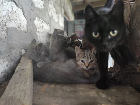 40 кошек | #вДобрыеРуки@40cats — заберите домой котика/собачку ️ Или ...