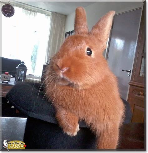 A Brown Rabbit Sitting On Top Of A Black Chair