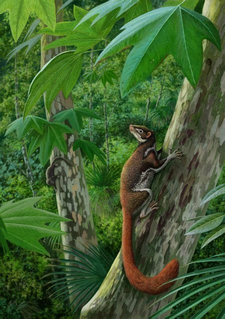 meet   million year  cousin stunning fossil links mysterious