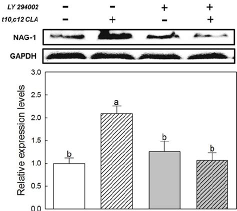 Effect Of Trans Cis Cla On Nag Expression Ccl