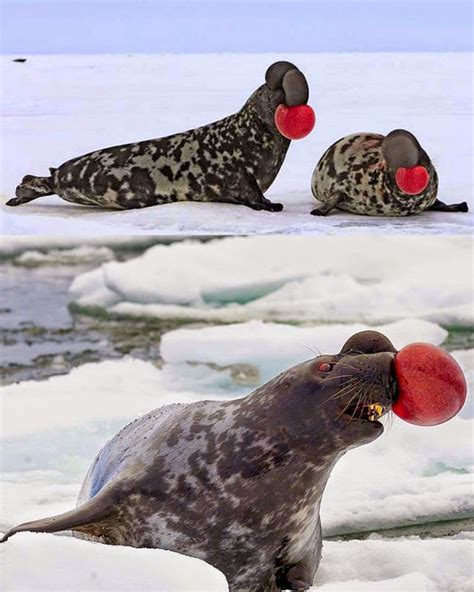 Los búhos no tienen buche on Twitter Foca gris Halichoerus grypus