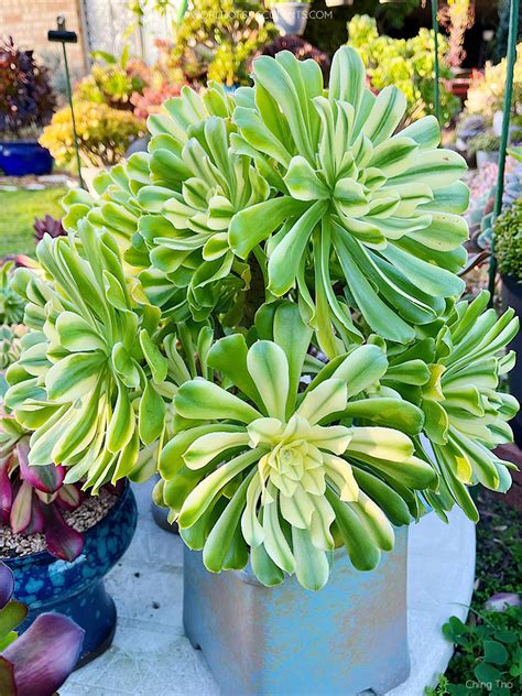 Aeonium arboreum 'Albovariegatum' - World of Succulents