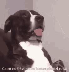 Whats Up Dog GIFs | Tenor