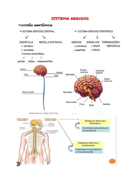 Classificacao Do Sistema Nervoso - Sistema Nervoso - Classificação | PDF