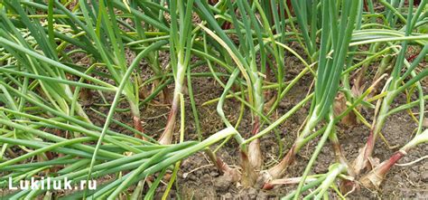 Крупноплодный лук-шалот Звезда (10 луковиц) | Дачная Коллекция