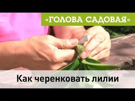 Голова садовая - Как черенковать лилии - YouTube | Лилии, Черенки ...