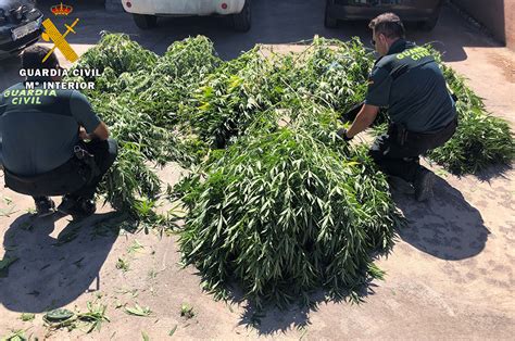 La Guardia Civil Desmantela Otra Plantaci N De Marihuana En Puente