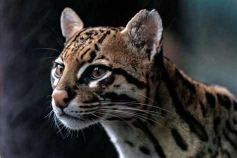 Ocelot Facts - CRITTERFACTS