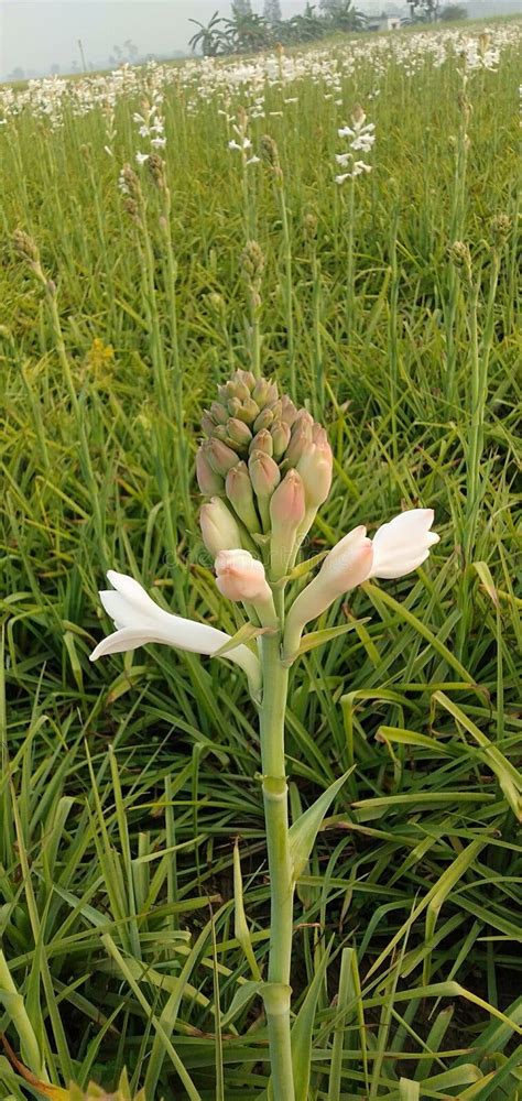 rajnigandha flower stock   royalty  stock