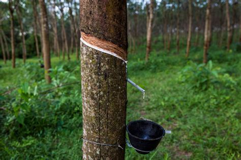 Rubber Tree Extraction Good Nature Travel Blog