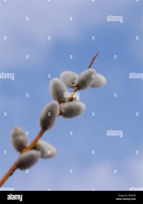 Pussy Willow Catkins Stock Photo Alamy
