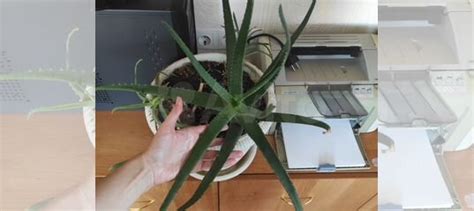 Алоэ вера купить в Новосибирске | Товары для дома и дачи | Авито