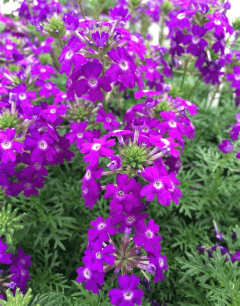 Verbena Tapien Violet at Gencaliblog Blog