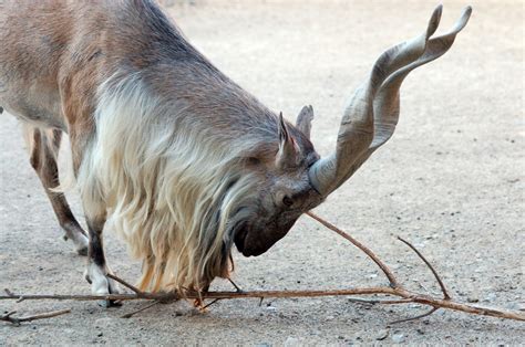 Винторогий козёл - Мастерок.жж.рф