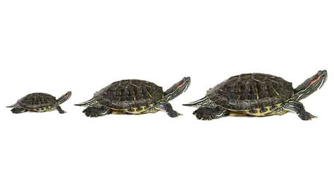 How Fast Do Turtles Grow Growth Charts