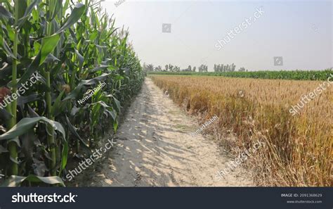 metalled road images stock  vectors shutterstock