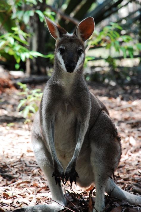 prettyfaced wallaby close   yourdistraction  deviantart
