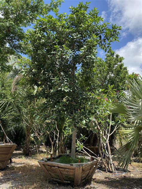 ficus aurea strangler fig south coast grower