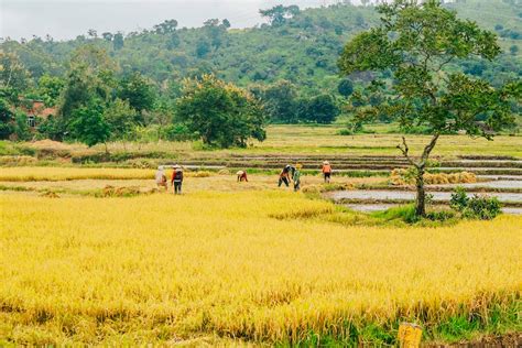 Rice Farmer Asia Free Photo On Pixabay